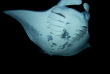 Hawaii - Big Island - Rencontre nocturne avec les raies manta © Shutterstock, Marty Wakat