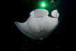 Hawaii - Big Island - Rencontre nocturne avec les raies manta © Shutterstock, Nicolasvoisin44