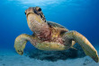 Hawaii - Oahu - Waikiki Diving Center - Greg Lecoeur