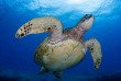 Hawaii - Oahu - Waikiki Diving Center - Greg Lecoeur