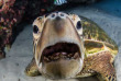 Hawaii - Oahu - Waikiki Diving Center - Greg Lecoeur