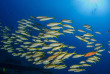 Hawaii - Oahu - Waikiki Diving Center - Greg Lecoeur