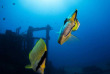 Hawaii - Oahu - Waikiki Diving Center - Greg Lecoeur