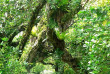 Iles Cook - Atiu - Atiu Villas - Paysage