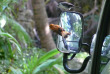 Iles Cook - Atiu - Atiu Villas - Kakarori sur retroviseur © Barry et Betsy Bryant