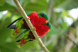 Iles Cook - Atiu - Atiu Villas - Rimatara