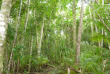 Iles Salomon - Munda - Zipolo Habu Resort - Forêt tropicale dans Lola Island