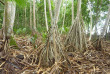 Iles Salomon - Munda - Zipolo Habu Resort - Forêt tropicale dans Lola Island