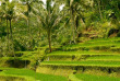 Indonésie - Bali - Les rizières de Gunung Kawi