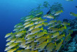 Micronésie - Palau - Croisière Palau  © Aggressor Fleet