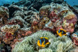 Micronésie - Palau - Croisière Palau  © Aggressor Fleet