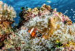 Micronésie - Palau - Croisière Palau  © Aggressor Fleet
