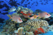 Micronésie - Palau - Croisière Palau  © Aggressor Fleet
