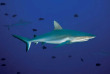 Micronésie - Palau - Ocean Hunter 3 - Fish'n Fins © P Lange