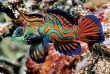 Micronésie - Palau - Ocean Hunter 3 - Fish'n Fins © P Lange