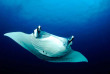 Micronésie - Palau - Ocean Hunter 3 - Fish'n Fins