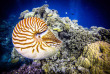 Micronésie - Palau - Ocean Hunter 3 - Fish'n Fins