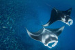 Micronésie - Palau - Ocean Hunter 3 - Fish'n Fins © Enric Sala