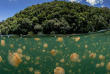 Micronésie - Palau - Ocean Hunter 3 - Fish'n Fins © Enric Sala