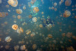 Micronésie - Palau - Ocean Hunter 3 - Fish'n Fins