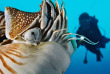 Micronésie - Palau - Ocean Hunter 3 - Fish'n Fins