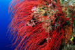 Micronésie - Palau - Ocean Hunter 3 - Fish'n Fins