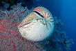 Micronésie - Palau - Ocean Hunter 3 - Fish'n Fins