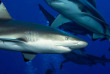 Micronésie - Palau - Ocean Hunter 3 - Fish'n Fins