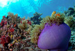Micronésie - Palau - Sam's Tours © Wendy Capili Wilkie