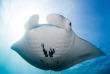 Micronésie - Yap - Manta Ray Bay © Brad Holland