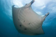 Micronésie - Yap - Manta Ray Bay © Brad Holland