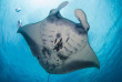 Micronésie - Yap - Manta Ray Bay © Brad Holland