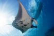 Micronésie - Yap - Manta Ray Bay © Brad Holland