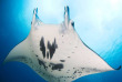 Micronésie - Yap - Manta Ray Bay © Mike Weitch