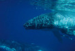 Nouvelle-Calédonie - Baleine à bosse © Martin Ravanat