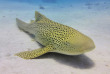 Nouvelle-Calédonie - Plongée Ile des Pins © Kunie Scuba