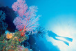 Nouvelle-Calédonie - Plongée Lifou © Destination Iles Loyauté