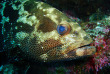 Nouvelle-Calédonie - Grande Terre - Poindimie - Tiéti Diving