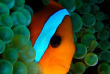 Nouvelle-Calédonie - Plongée Poindimié © Tiéti Diving