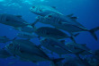 Nouvelle-Calédonie - Plongée Poindimié © Tiéti Diving