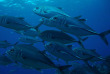 Nouvelle-Calédonie - Plongée Poindimié © Tiéti Diving