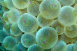 Nouvelle-Calédonie - Plongée Poindimié © Tiéti Diving