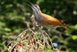 Papouasie-Nouvelle-Guinée - Oiseau de Paradis
