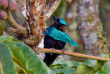 Papouasie-Nouvelle-Guinée - Paradisier Lophorina © Trans Niugini Tours, Geoff Jones