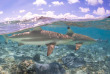 Polynésie française - Bora Bora - Safari Requins et Raies en Plongée Libre
