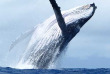 Polynésie française - Bora Bora - Observation des baleines