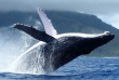 Polynésie française - Bora Bora - Observation des baleines
