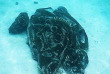 Polynésie française - Moorea - Les trésors sous-marins de Moorea