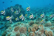 Polynésie française - Tikehau - Journée découverte dans l’atoll de Tikehau © Shutterstock, Damsea