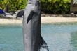 Polynésie - Moorea - InterContinental Moorea Resort & Spa - Dolphin Center